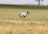 SETTER ANGLAIS 197